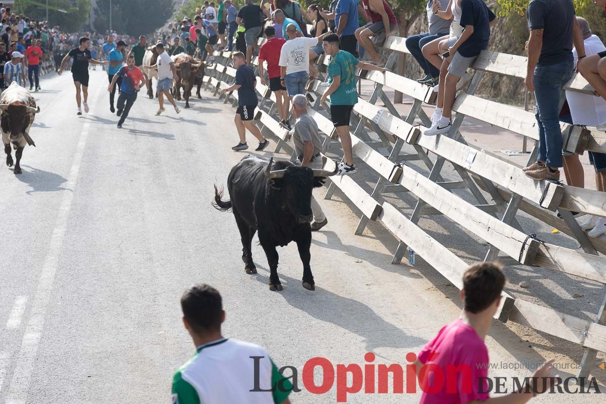 Quinto encierro de la Feria Taurina del Arroz en Calasparra