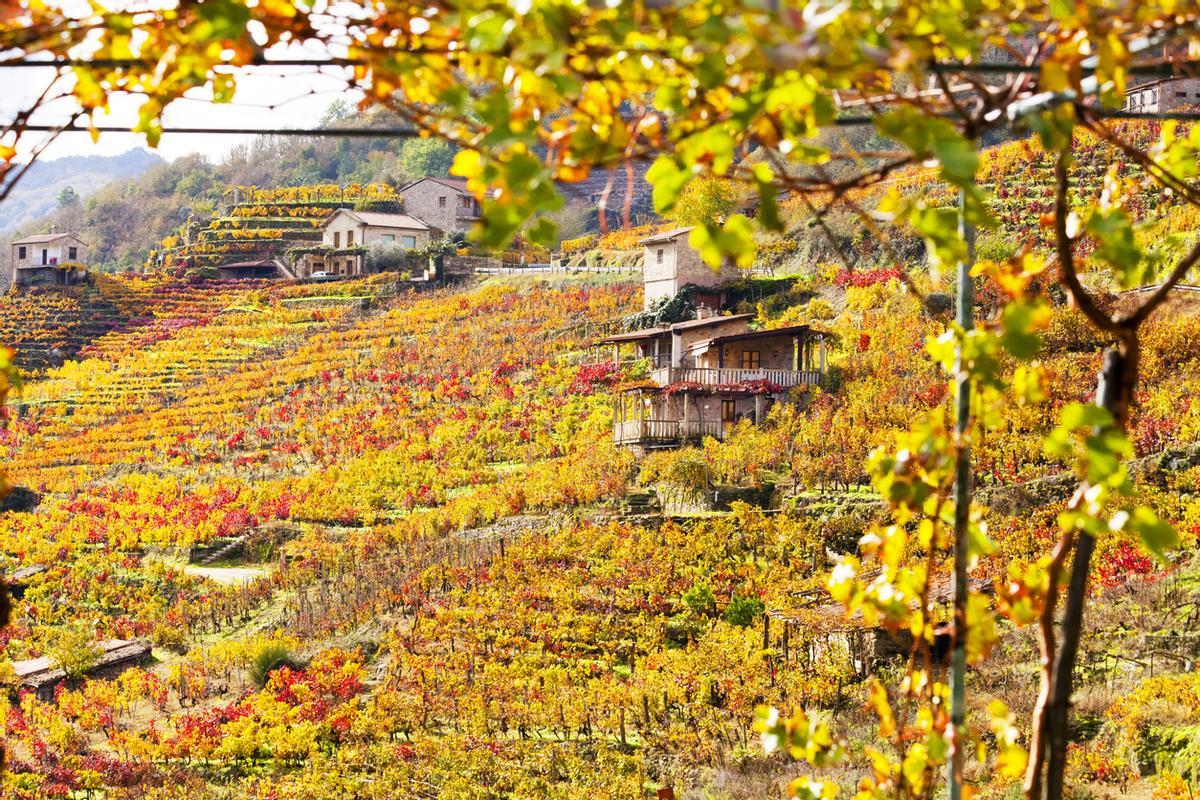 Viñedos en otoño, vista de la montaña de la Ribeira Sacra, Galicia
