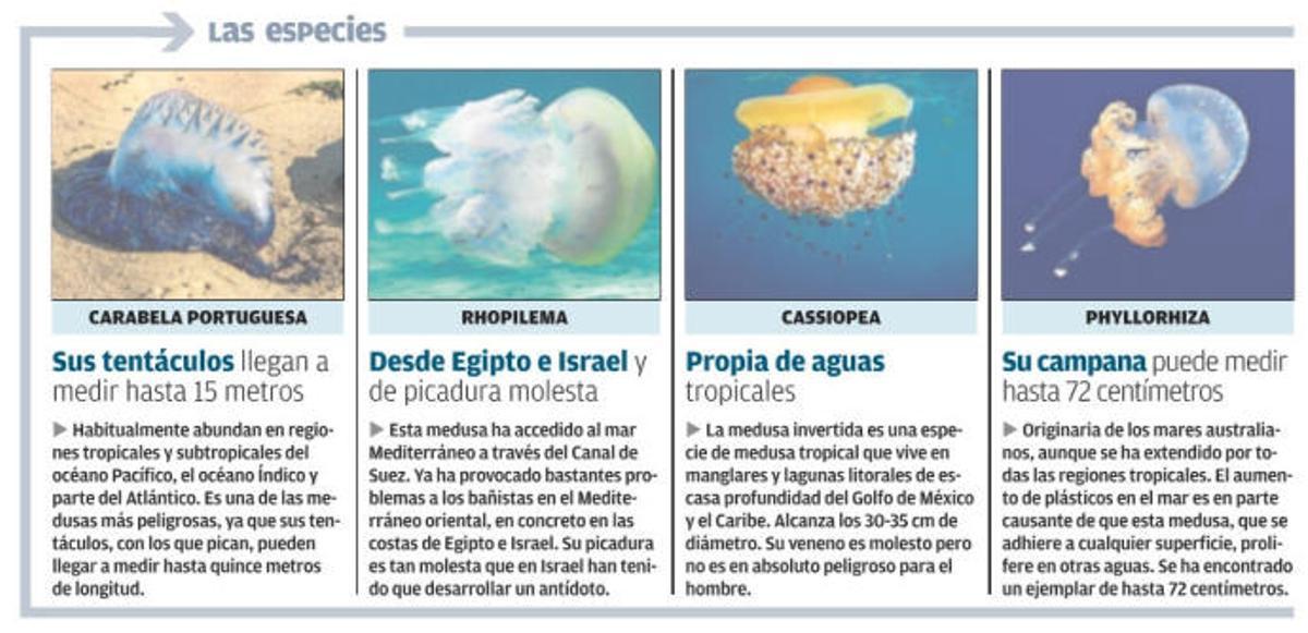 Drones y redes en el agua contra la carabela portuguesa