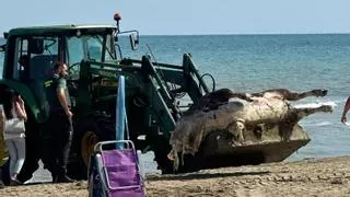 Sorpresa en una playa de Castellón por la aparición de un buey muerto