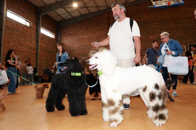 La «canichada»: una feria de charlas y productos alrededor del caniche