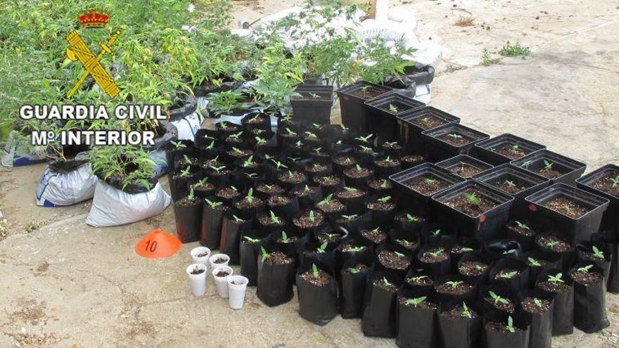 Plantas de marihuanarequisadas en Belver de los Montes.