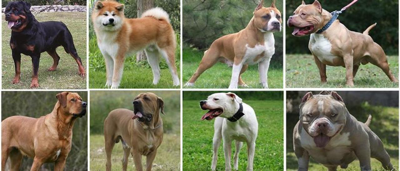 Extremadura tiene registrados unos 13.800 perros de razas peligrosas