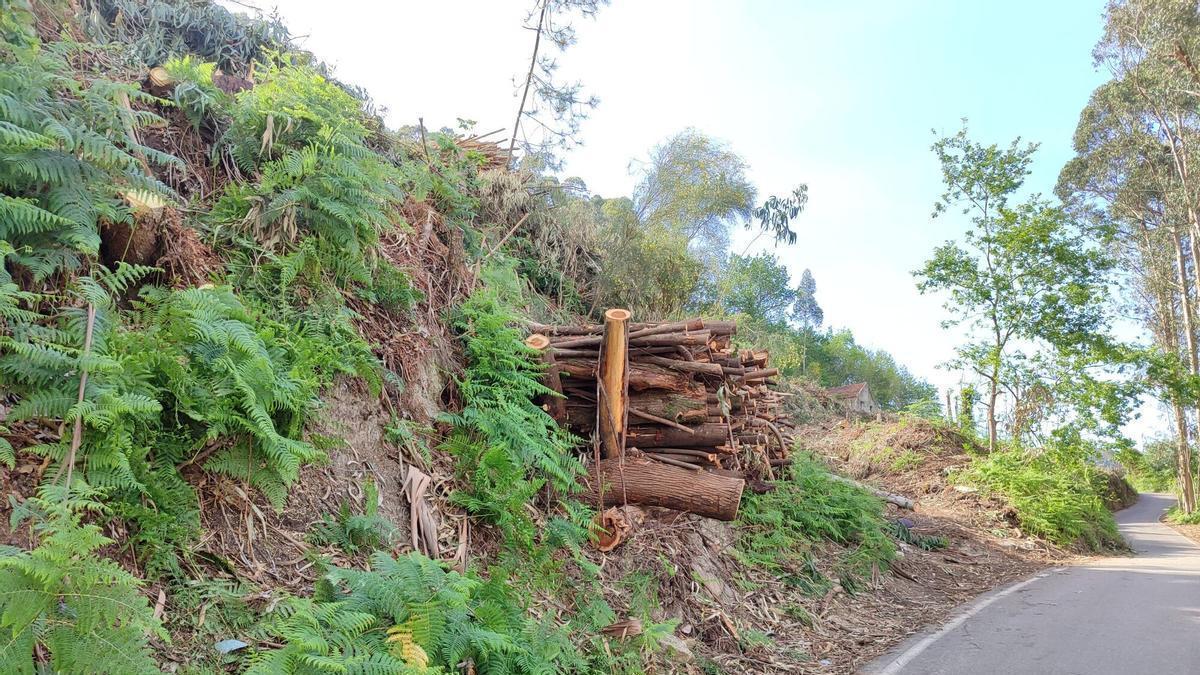 Tala de árboles en la zona de A Choupana, en Cangas