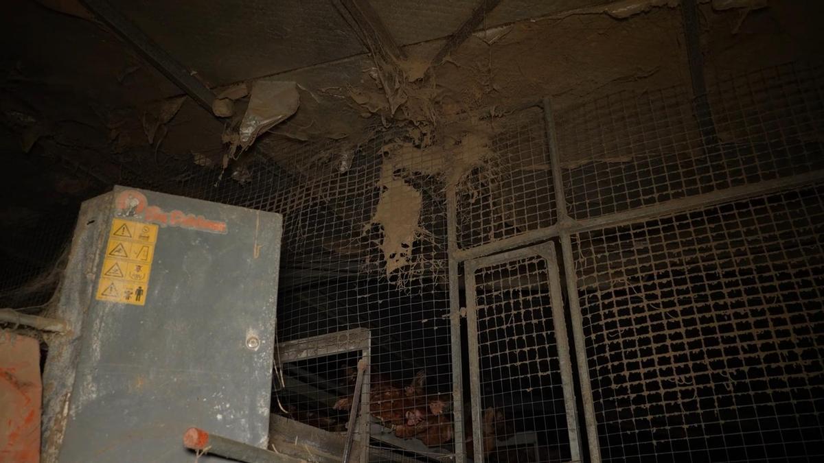Entidades ecologistas denuncian la presencia de ratas, cadáveres y suciedad extrema en la polémica granja avícola de Llucmajor