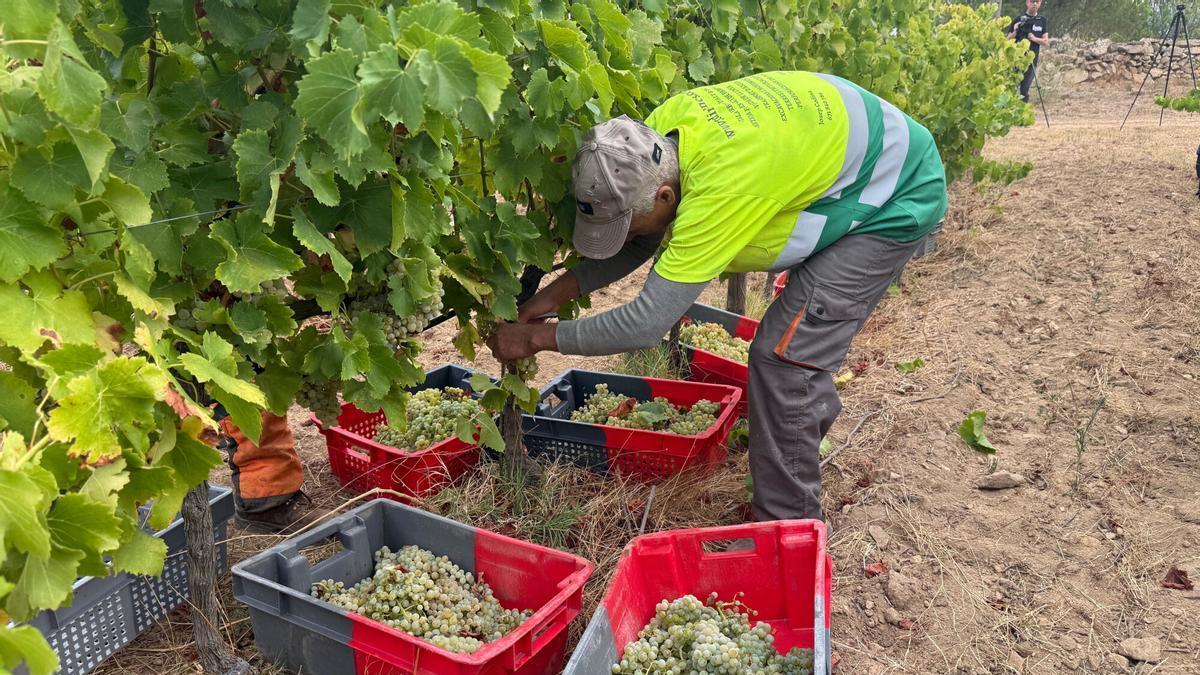 Un treballador durant la verema recollint en un celler de Sant Climent Sescebes