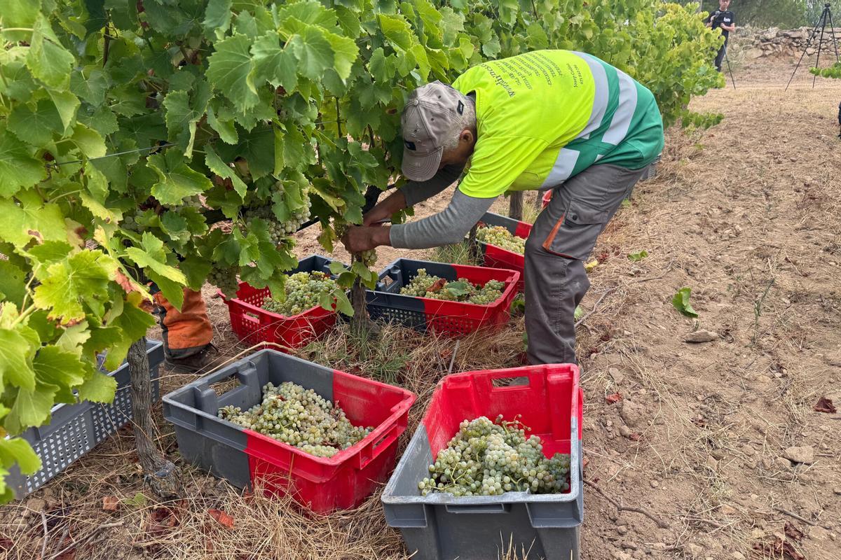 Un treballador durant la verema recollint en un celler de Sant Climent Sescebes