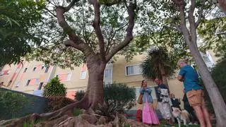 Un tercer informe acredita un alto grado de infección en el árbol de Santiago Apóstol