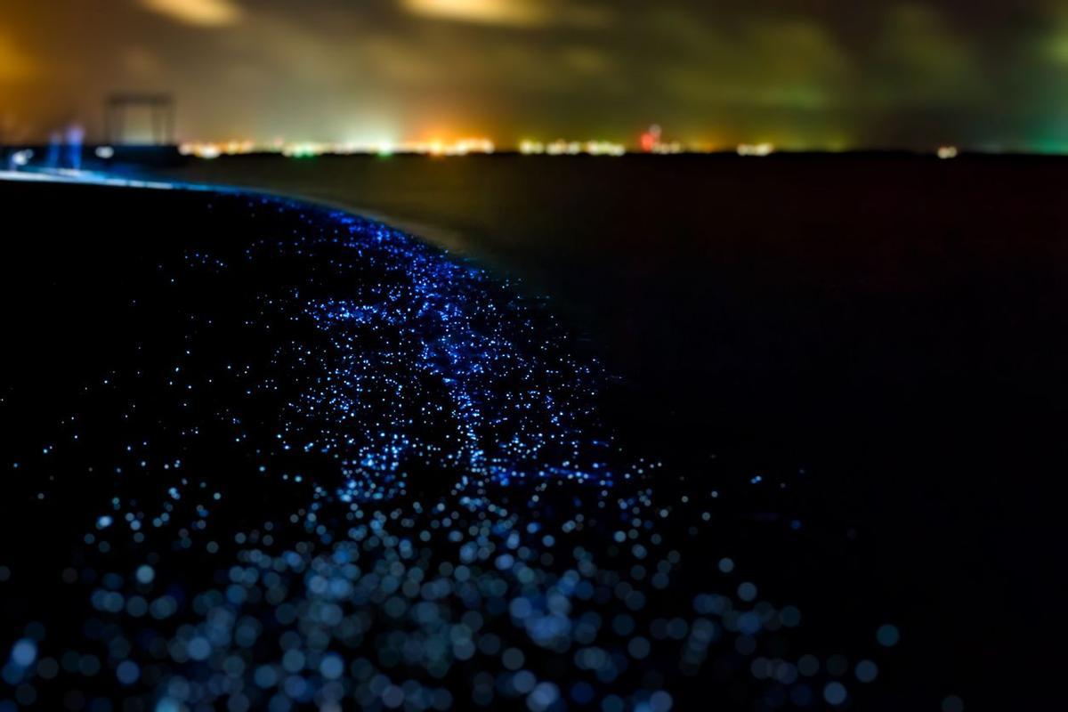 Bioluminiscencia