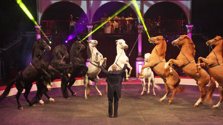 Sacha Houcke actuant amb cavalls al Circ de Nadal