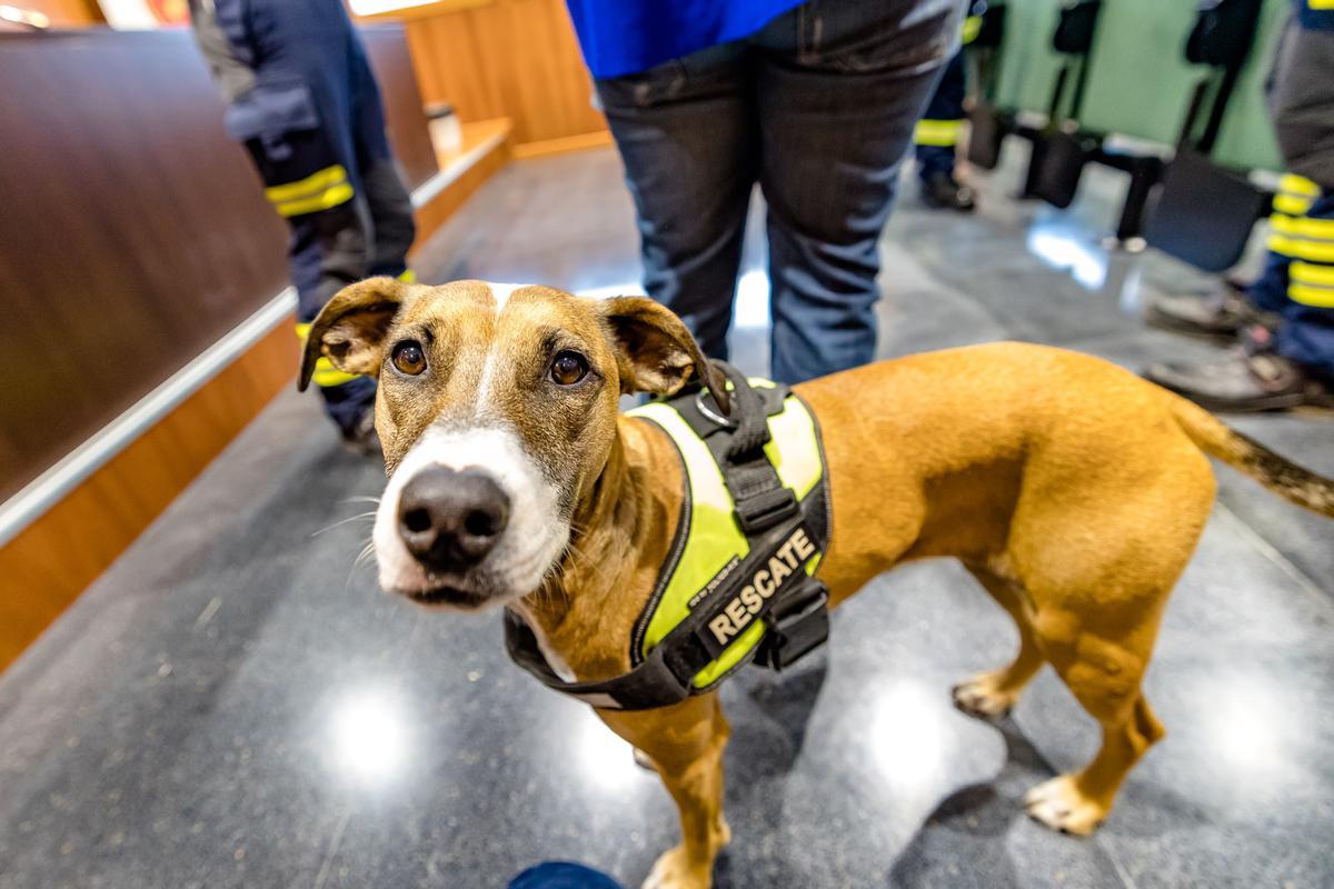 Con tres años y diez kilos, Piña es una más de los tres perros oficiales, junto a otros cuatro aspirantes, con que cuanta la unidad canina de Speis de Alicante, pendiente de un decreto que regule su funcionamiento. Aún así, diez bomberos guías caninos no cejan en seguir adiestrando a los animales en sus ratos libres para, llegado el caso, ayudar en situaciones como esta. Una experiencia que ha servido para replantearse el entrenamiento en el sentido de que los perros no sólo estén educados para encontrar personas con vida sino también para no hacerlo.