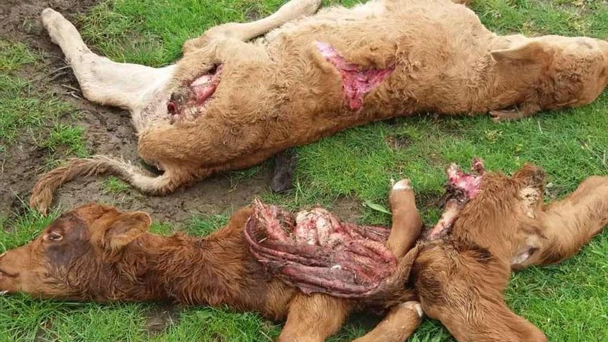 Cadáveres de las terneras atacadas por los lobos en una explotación de Asturianos de Sanabria.