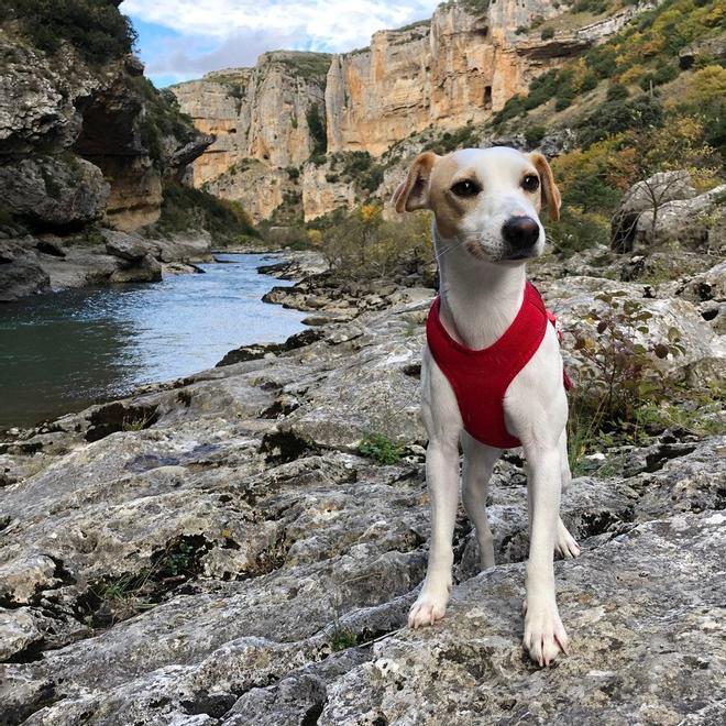 Pipper, primer perro turista