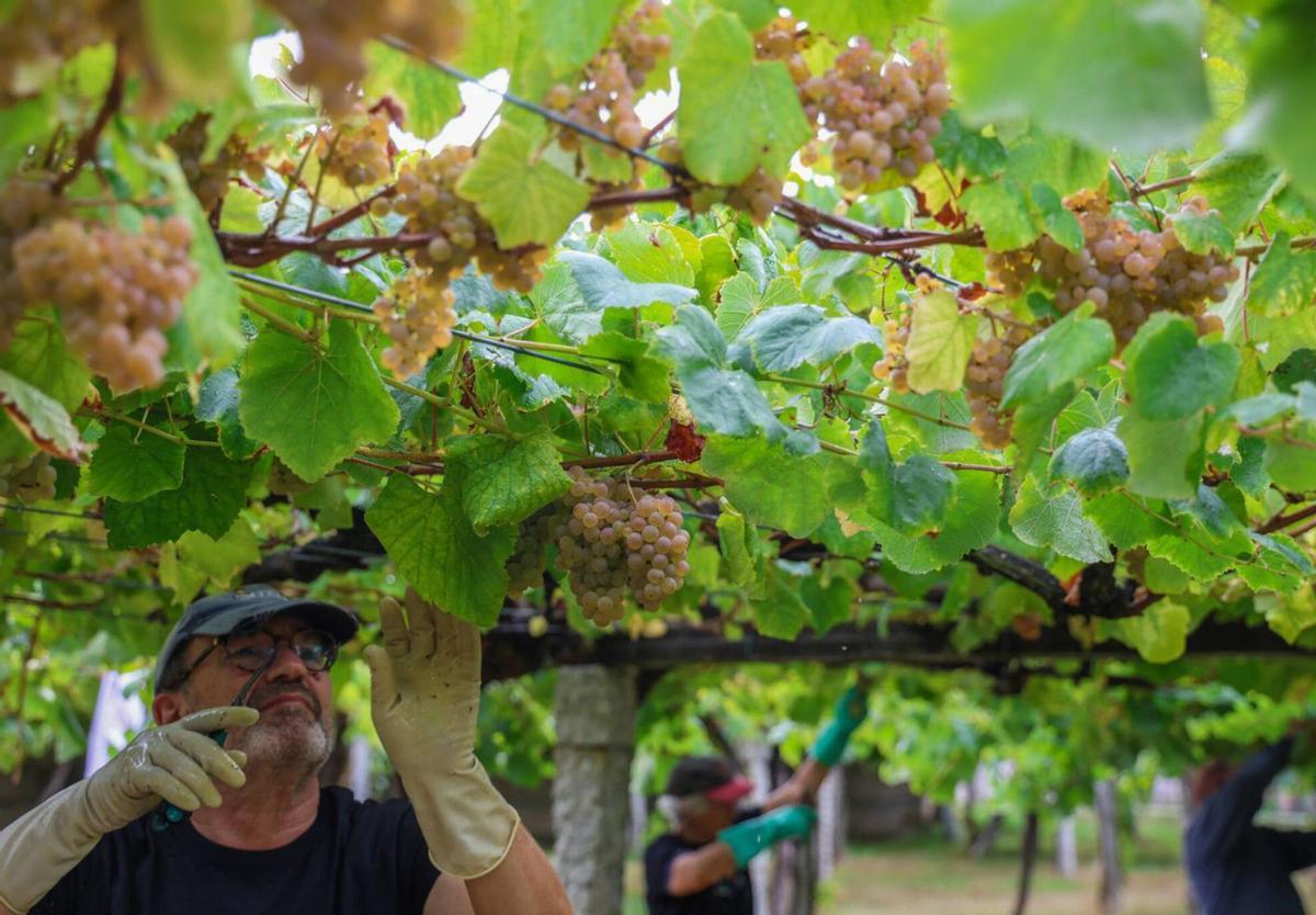 Vendimia en la DO Rías Baixas.