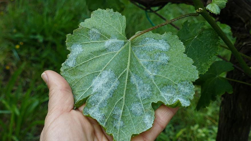 Advierten de brotes de mildiu en viñedos de las Rías Baixas