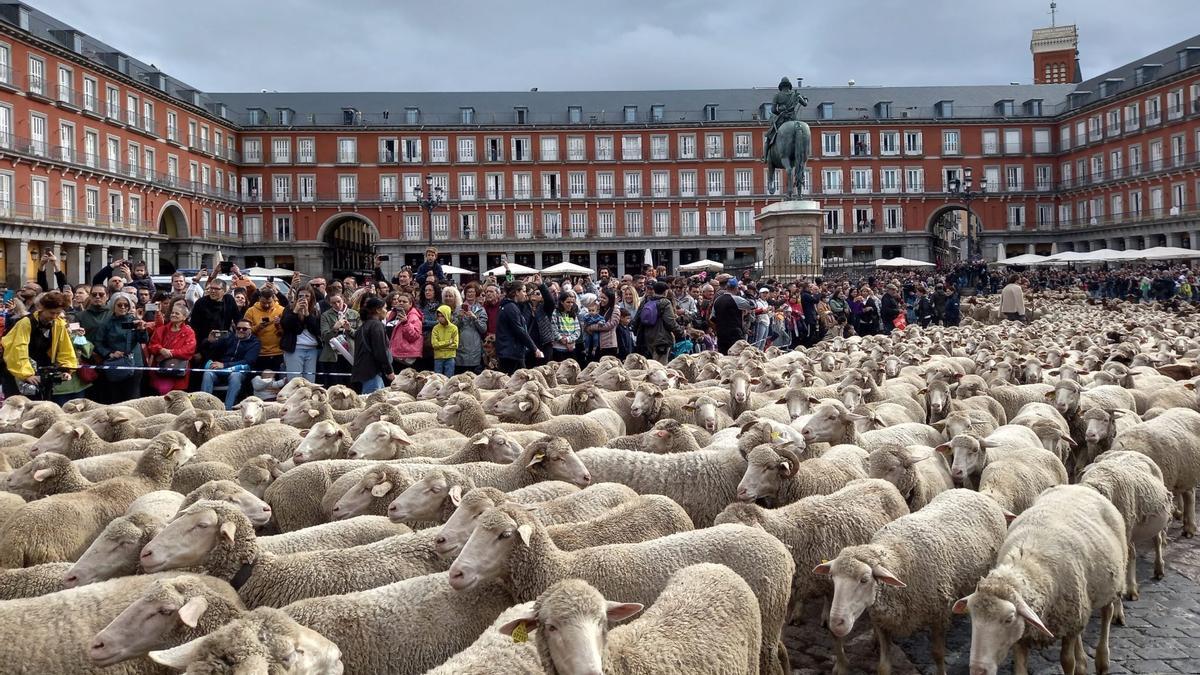Un rebaño de ovejas en la Plaza Mayor de Madrid en una edición pasada de la Fiesta de la Trashumancia.