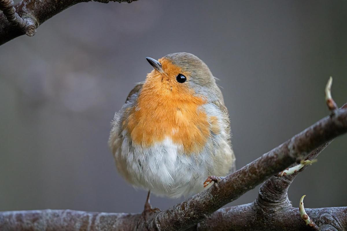 Pequeñas aves y mamíferos son ahora las próximas presas