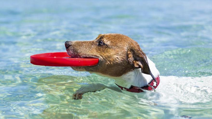 Frisbi, platja o muntanya, les vacances dels gossos