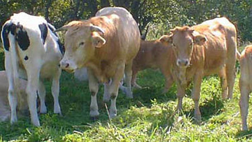 Un grupo de vacas mostrencas pastando en Muxía. / m. c. s.