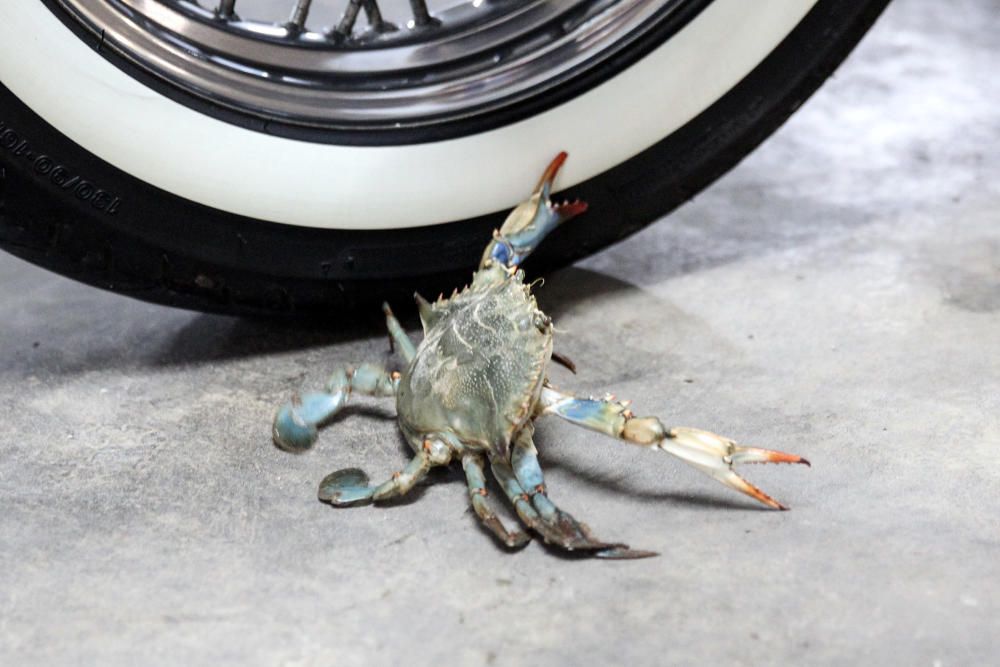 Aparecen cinco cangrejos azules en un garaje de València