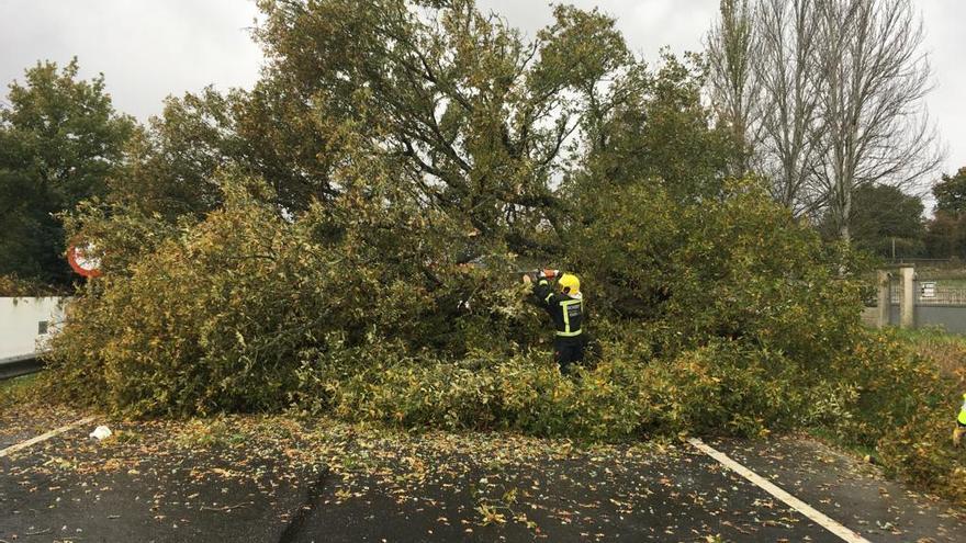 El árbol bloquea la carretera.