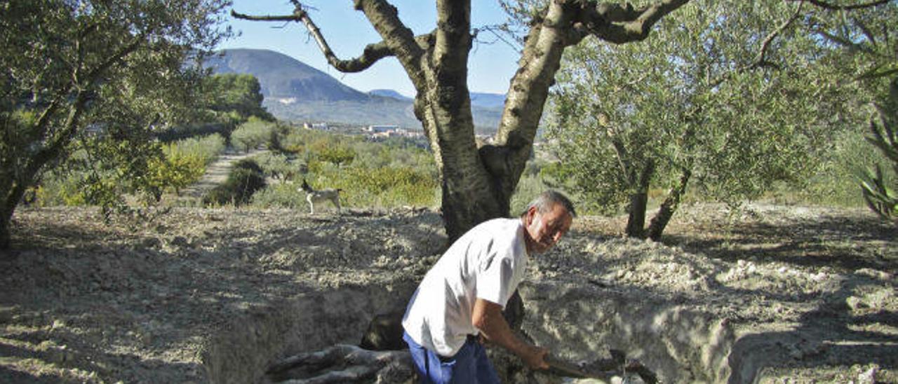 Un agricultor arranca un cerezo adulto que no ha soportado la sequía de los campos de cultivo del municipio de Planes