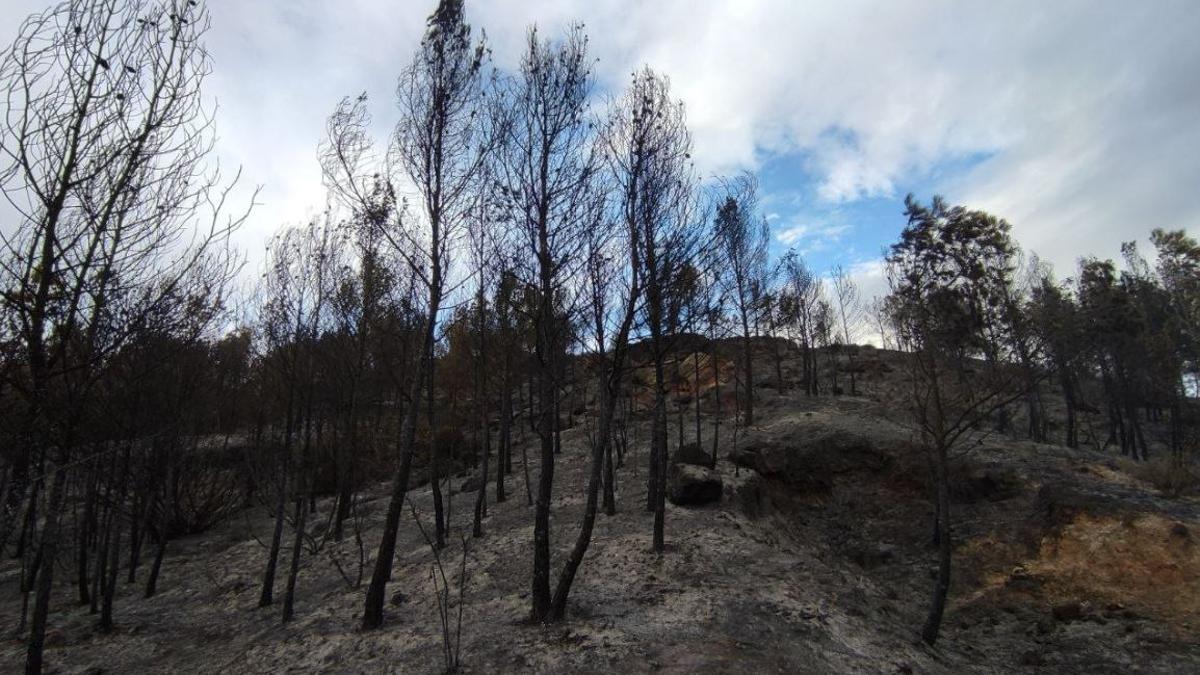 La zona afectada per l'incendi ja extingit de Sant Salvador de Guardiola