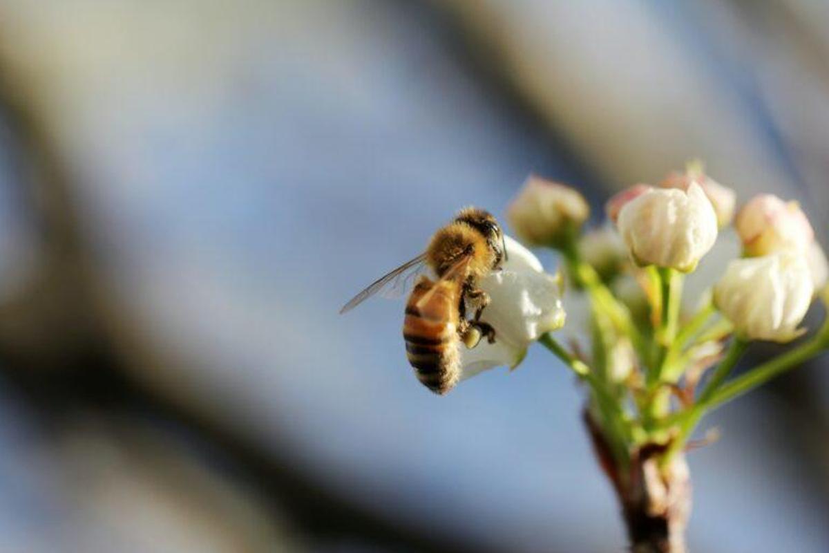 Descubren cómo los insectos voladores toman decisiones rápidas y eficientes