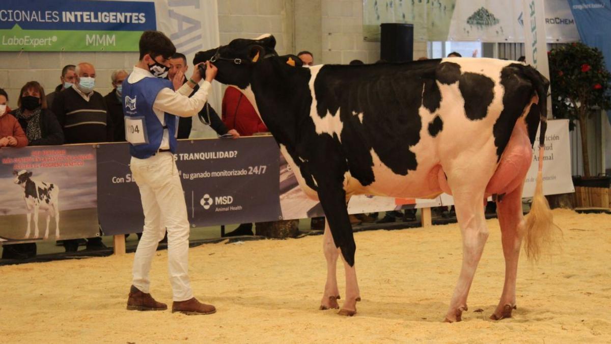 Avelino Souto junto a su vaca joven “Midón Selene Tatoo” en el certamen lucense.