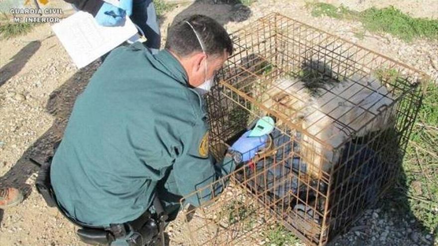 Hallado un criadero ilegal de perros en El Burgo de Ebro