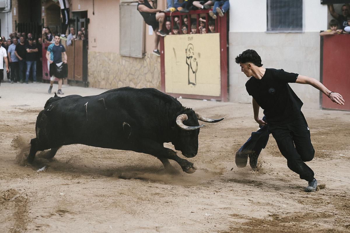 El ejemplar de Guadalmena ha cerrado la última tarde taurina de Sant Vicent, en la Vall d'Uixó. El ejemplar de Guadalmena ha cerrado la última tarde taurina de Sant Vicent, en la Vall d'Uixó.