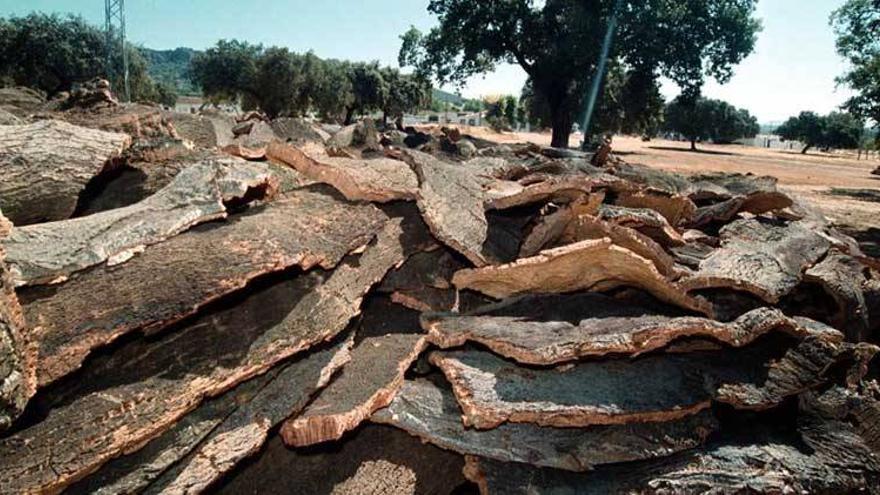 La repoblación permitirá aumentar en 9.000 toneladas al año la producción de corcho en Extremadura