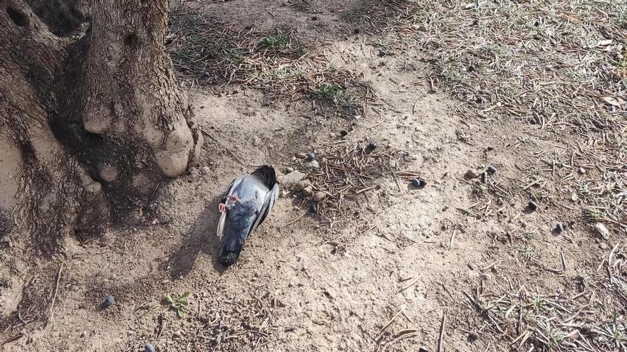 Nuevo envenenamiento masivo de palomas en Elda y Petrer