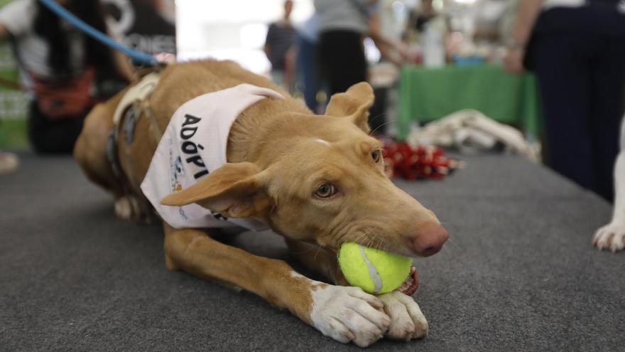 &#039;Adopta un amigo para siempre&#039;: pasarela de mascotas en el Mercado Victoria y el Quiosco Joven