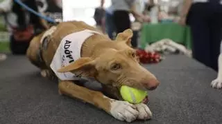 'Adopta un amigo para siempre': pasarela de mascotas en el Mercado Victoria y el Quiosco Joven