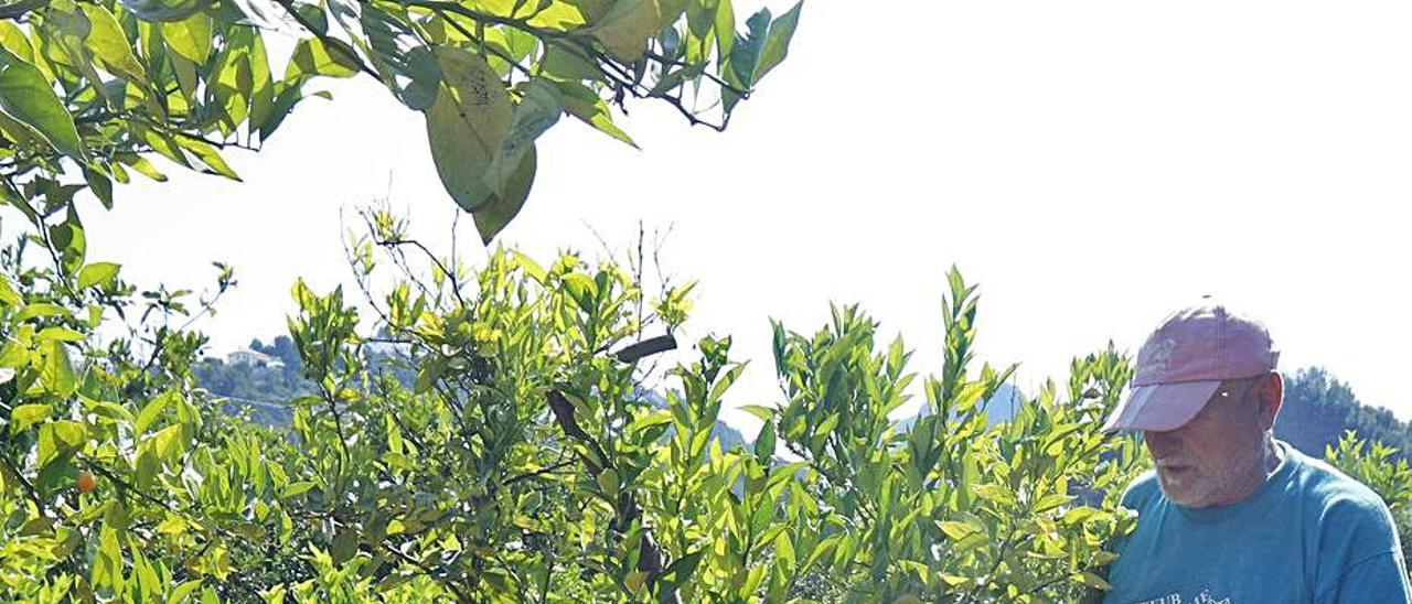 Un agricultor muestra un campo escarbado por jabalíes. | LEVANTE-EMV