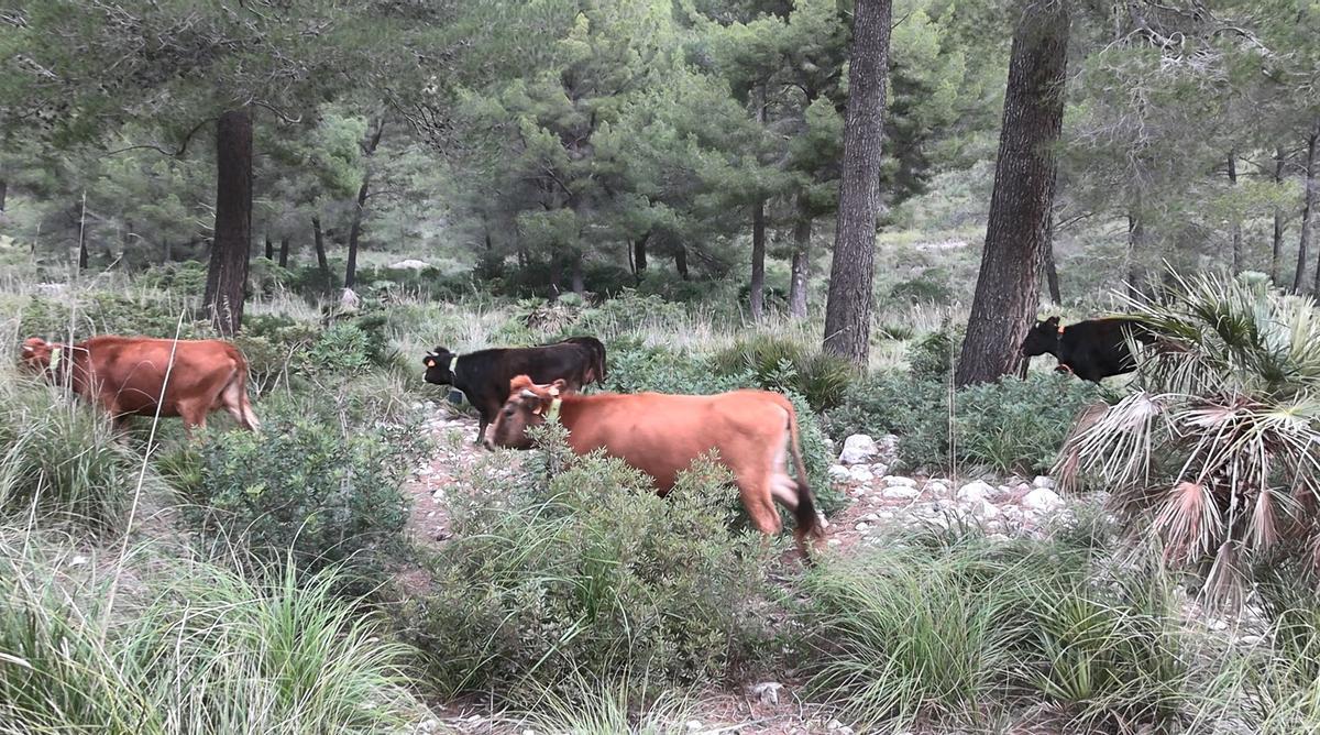 Las vacas han sido adiestradas para su nueva función.