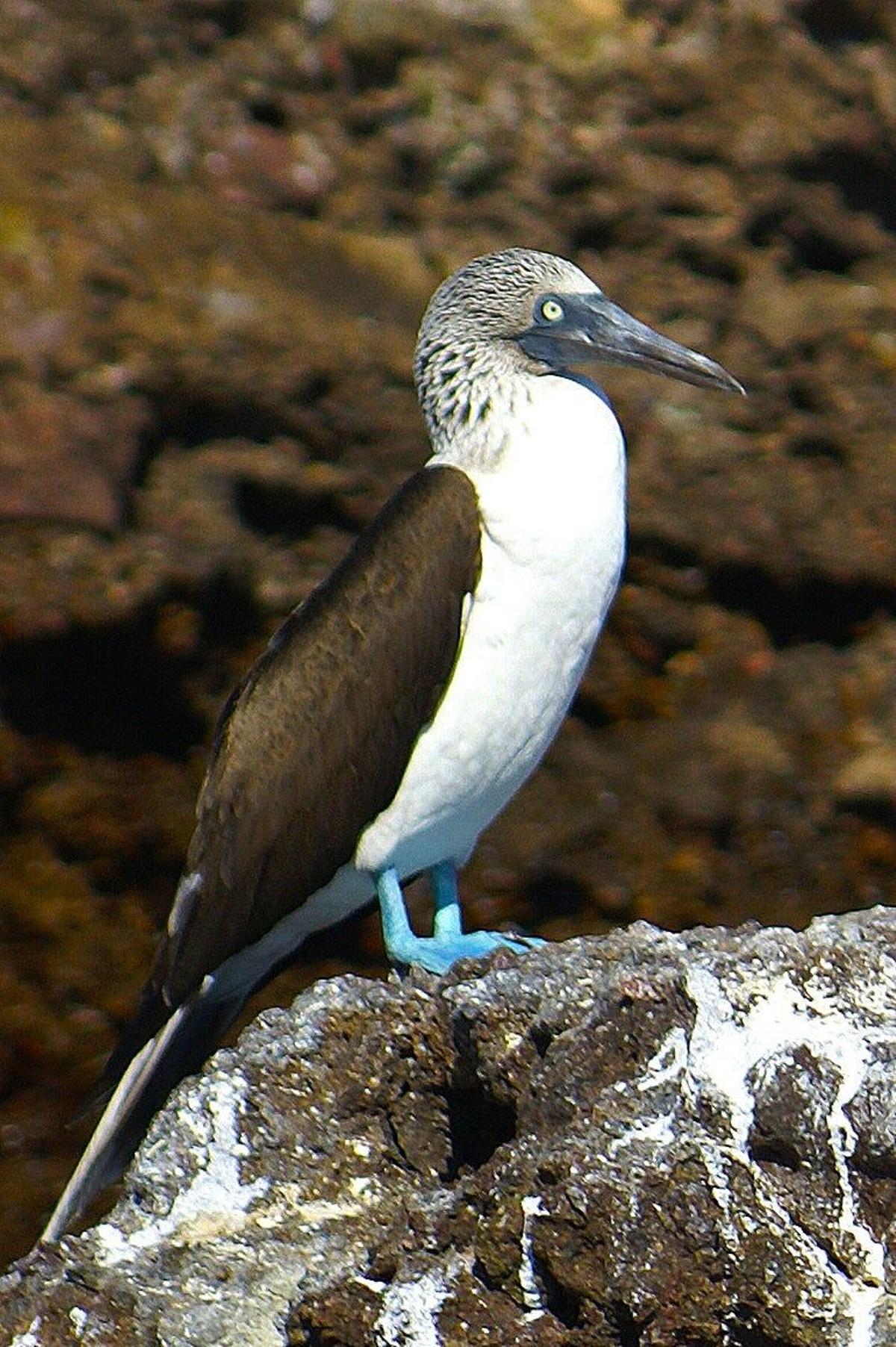 Riviera Nayarit - observatorio aves