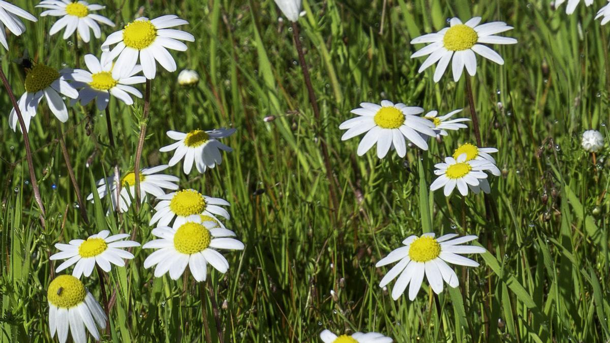 Fotogalería| Tiempo primaveral este jueves