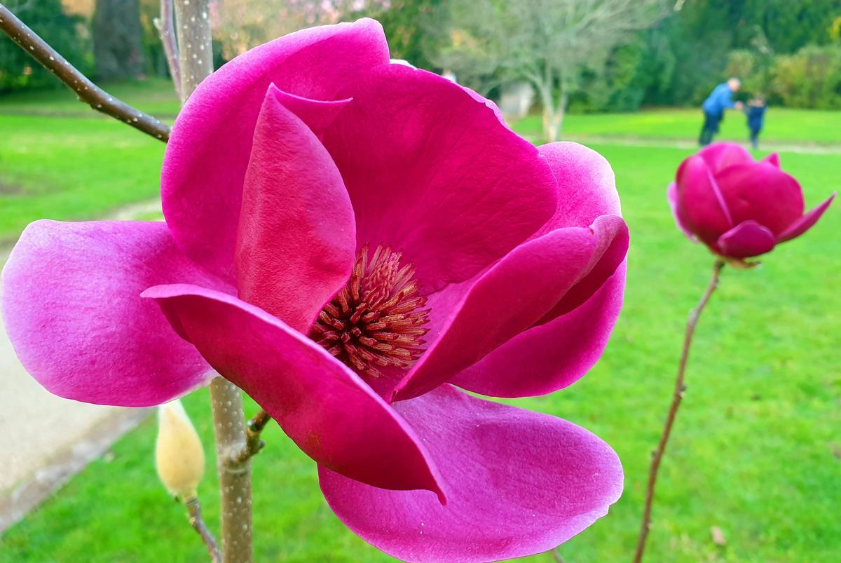 El mayor espectáculo del invierno florece en Castrelos