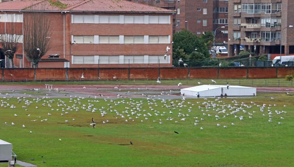 Efectos del temporal en Vigo