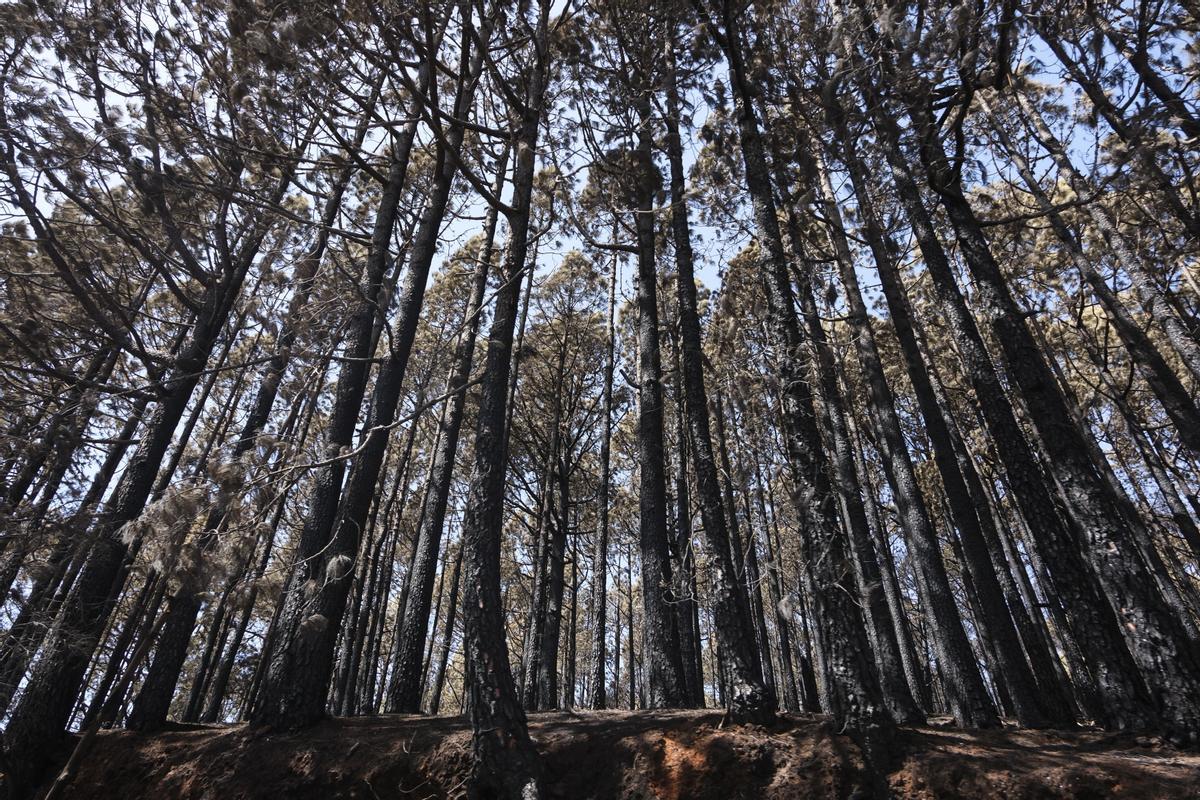 Estabilizado el incendio de Tenerife