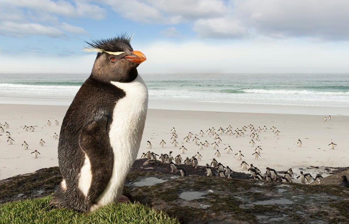 Pingüino de penacho amarillo, en América del Sur