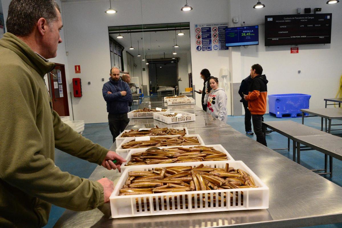 La subasta de la navaja, ayer en la lonja de Cangas, que recuperó la actividad tras el paro del lunes.
