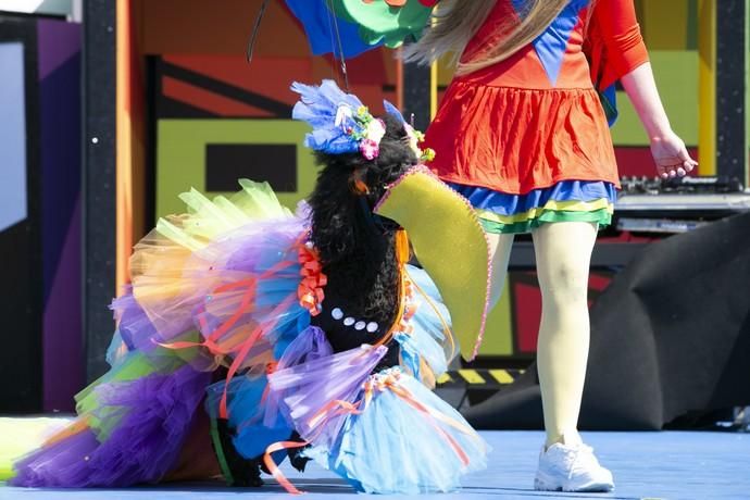 24.02.19. Las Palmas de Gran Canaria. Carnaval 2019. Concurso Carnaval Canino 2019. Felicia Svensson, presenta a Chiquitita Chanel, con la fantasía " Obrigado Río". Foto Quique Curbelo