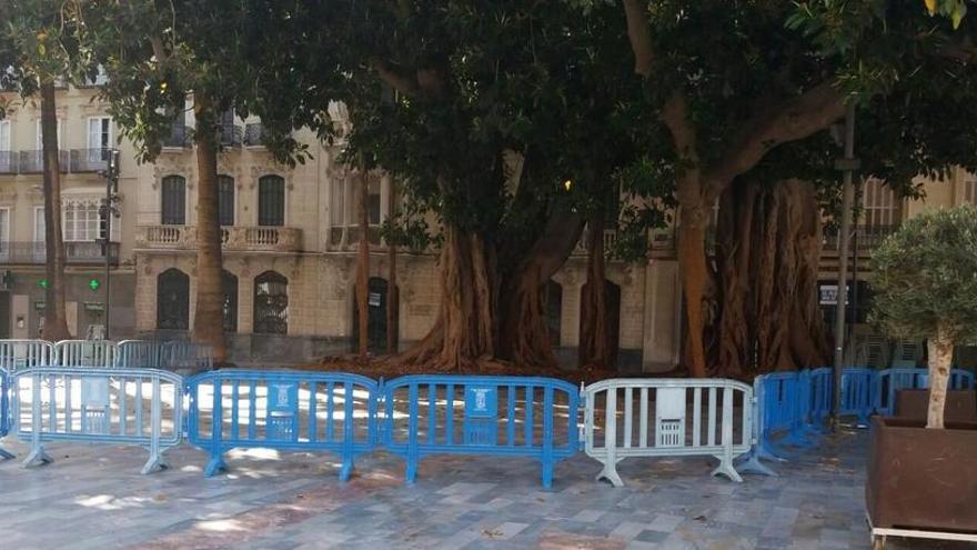 Acordonan de urgencia los ficus de la plaza San Francisco de Cartagena