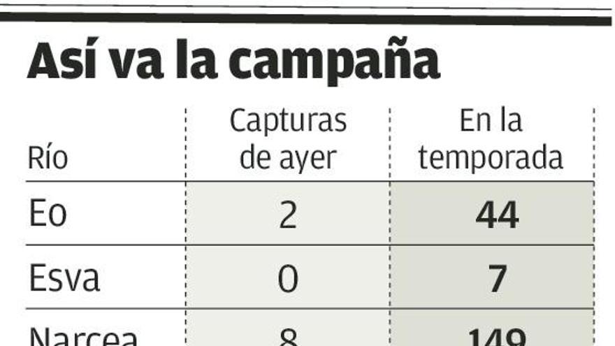 El Sella dio 19 de los 34 salmones