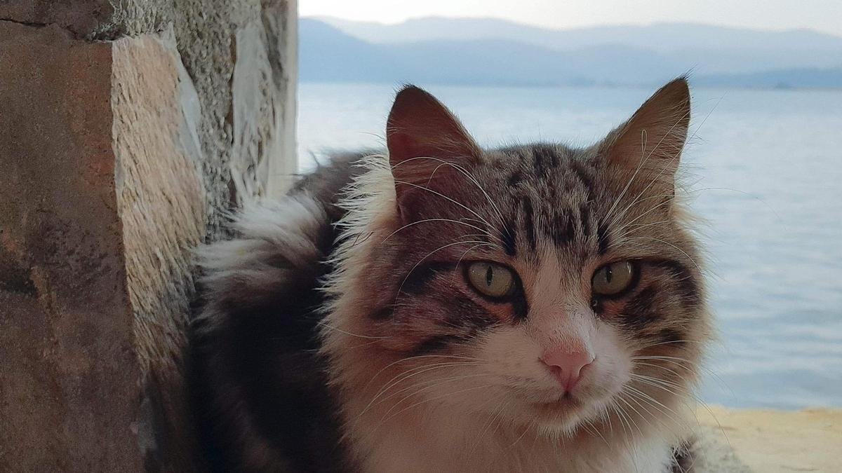 Primer plano de un gato con el mar de fondo.