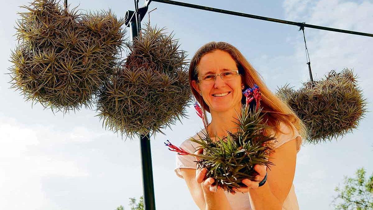 Ona Bordas mit einem eben aufgeblühten Exemplar der „Tillandsia aeranthos?.