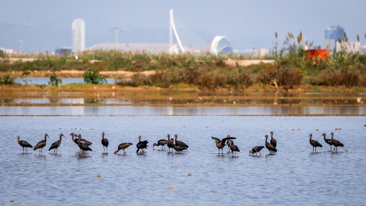 Aves en l'Albufera